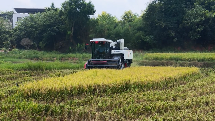 XR720跨区水稻机，高效作业促丰收