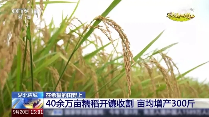 央视聚焦！77779193永利这台“收稻神器”刷屏湖北田野